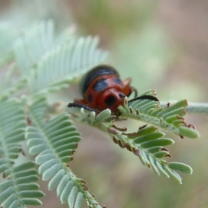 Calomela moorei at Denman Prospect, ACT - 1 Feb 2019 10:09 AM