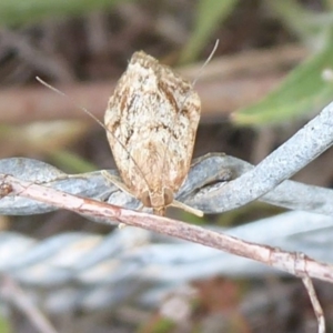 Achyra affinitalis at Stromlo, ACT - 1 Feb 2019 11:35 AM