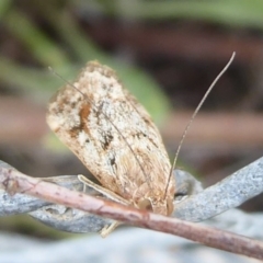 Achyra affinitalis at Stromlo, ACT - 1 Feb 2019