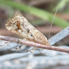 Achyra affinitalis at Stromlo, ACT - 1 Feb 2019