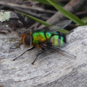 Rutilia (Chrysorutilia) sp. (genus & subgenus) at Denman Prospect, ACT - 1 Feb 2019