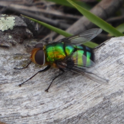 Rutilia (Chrysorutilia) sp. (genus & subgenus) (A Bristle Fly) at Denman Prospect, ACT - 1 Feb 2019 by Christine