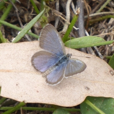 Zizina otis (Common Grass-Blue) at Uriarra TSR - 1 Feb 2019 by Christine