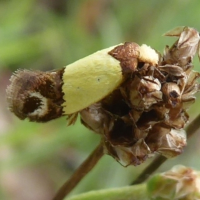 Edosa fraudulens (Tineidae) at Denman Prospect, ACT - 1 Feb 2019 by Christine