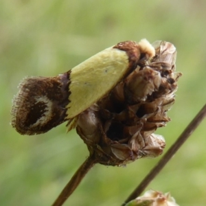 Edosa fraudulens at Denman Prospect, ACT - 1 Feb 2019