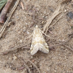 Hellula hydralis (Cabbage Centre Moth) at Uriarra Recreation Reserve - 1 Feb 2019 by Christine