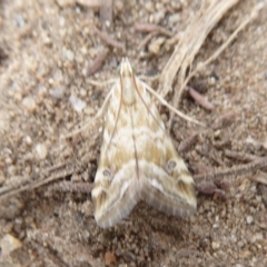 Hellula hydralis at Stromlo, ACT - 1 Feb 2019