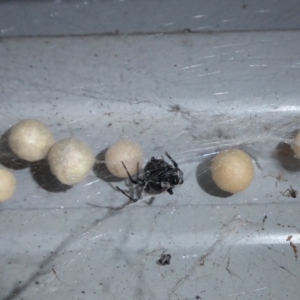 Latrodectus hasselti at Flynn, ACT - 2 Feb 2019 01:19 PM