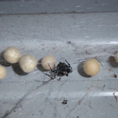 Latrodectus hasselti (Redback Spider) at Flynn, ACT - 2 Feb 2019 by Christine