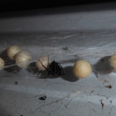 Latrodectus hasselti at Flynn, ACT - 2 Feb 2019