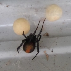 Latrodectus hasselti at Flynn, ACT - 2 Feb 2019 01:19 PM