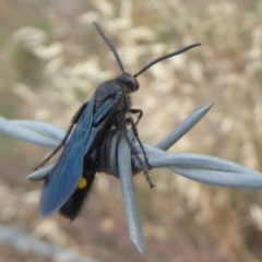 Australelis anthracina (Flower wasp) at Wallaroo, NSW - 1 Feb 2019 by Christine
