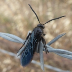 Laeviscolia frontalis at Wallaroo, NSW - 1 Feb 2019