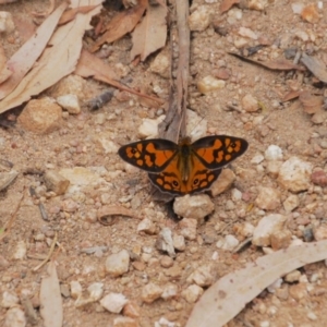 Heteronympha penelope at Booth, ACT - 1 Feb 2019