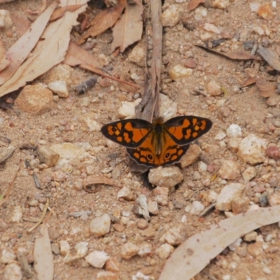 Heteronympha penelope (Shouldered Brown) at Booth, ACT - 1 Feb 2019 by KMcCue