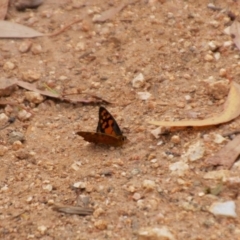 Heteronympha penelope at Booth, ACT - 1 Feb 2019 11:05 AM