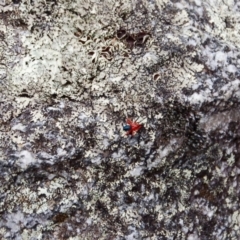 Nicodamidae (family) (Red and Black Spider) at Namadgi National Park - 31 Jan 2019 by KMcCue