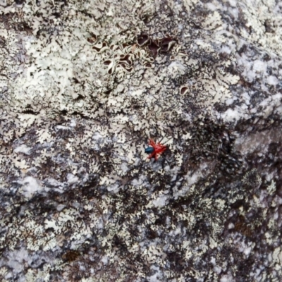 Nicodamidae (family) (Red and Black Spider) at Namadgi National Park - 31 Jan 2019 by KMcCue