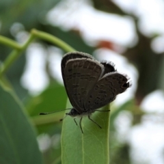 Acrodipsas myrmecophila (Small Ant-blue Butterfly) at Symonston, ACT by Mike