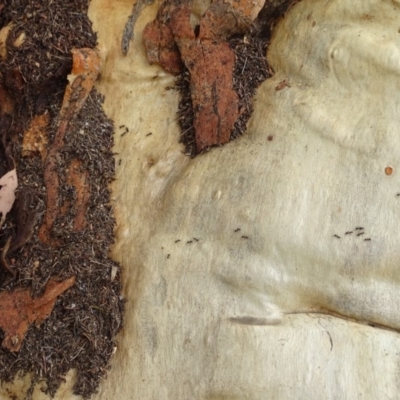 Papyrius nitidus (Shining Coconut Ant) at Mount Mugga Mugga - 1 Feb 2019 by Mike