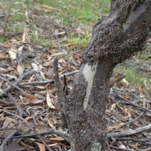 Papyrius nitidus at Symonston, ACT - 1 Feb 2019