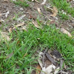 Microlaena stipoides (Weeping Grass) at Symonston, ACT - 1 Feb 2019 by Mike