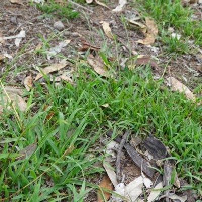 Microlaena stipoides (Weeping Grass) at Mount Mugga Mugga - 1 Feb 2019 by Mike