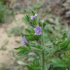 Echium plantagineum (Paterson's Curse) at Symonston, ACT - 1 Feb 2019 by Mike