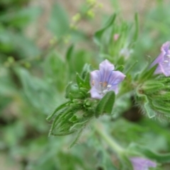 Echium plantagineum at Symonston, ACT - 1 Feb 2019 02:57 PM