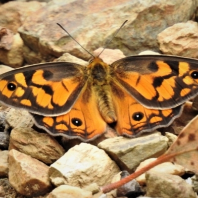 Heteronympha penelope (Shouldered Brown) at Paddys River, ACT - 1 Feb 2019 by JohnBundock