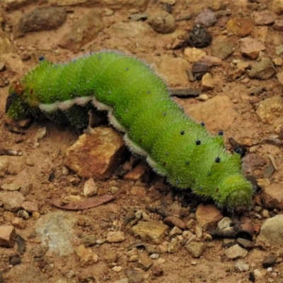 Opodiphthera helena (Helena Gum Moth) at Paddys River, ACT - 1 Feb 2019 by JohnBundock