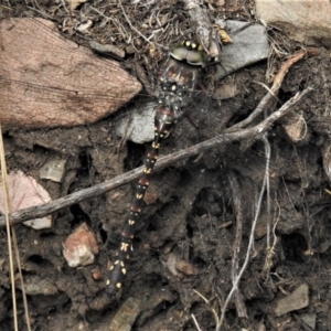 Austroaeschna multipunctata at Paddys River, ACT - 1 Feb 2019