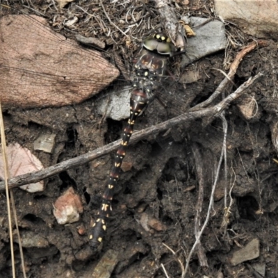 Austroaeschna multipunctata (Multi-spotted Darner) at Tidbinbilla Nature Reserve - 1 Feb 2019 by JohnBundock