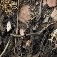 Austroaeschna multipunctata at Paddys River, ACT - 1 Feb 2019 01:06 PM