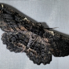 Pholodes sinistraria (Sinister or Frilled Bark Moth) at Monash, ACT - 1 Feb 2019 by jackQ