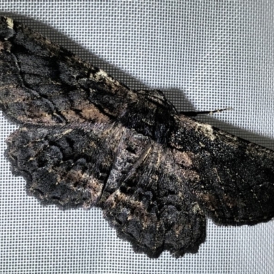 Pholodes sinistraria (Sinister or Frilled Bark Moth) at Monash, ACT - 1 Feb 2019 by jackQ