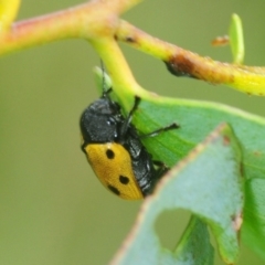Cadmus (Cadmus) litigiosus (Leaf beetle) at Nimmo, NSW - 30 Jan 2019 by Harrisi