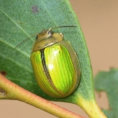 Paropsisterna hectica (A leaf beetle) at Nimmo, NSW - 30 Jan 2019 by Harrisi