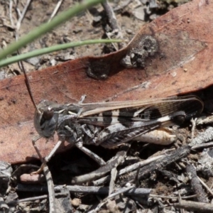 Oedaleus australis at Amaroo, ACT - 27 Jan 2019