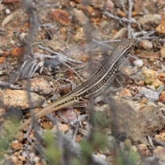 Ctenotus orientalis (Oriental Striped-skink) at Mulligans Flat - 27 Jan 2019 by HarveyPerkins