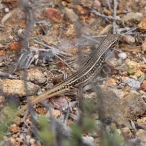 Ctenotus orientalis at Amaroo, ACT - 27 Jan 2019