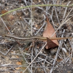 Ctenotus orientalis at Amaroo, ACT - 27 Jan 2019