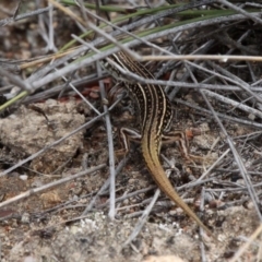 Ctenotus orientalis at Amaroo, ACT - 27 Jan 2019 01:00 PM