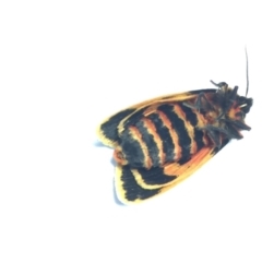 Ardices curvata (Crimson Tiger Moth) at Ulladulla - Millards Creek - 29 Jan 2019 by curiousjan