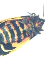 Ardices curvata at Ulladulla - Millards Creek - 29 Jan 2019 09:29 AM