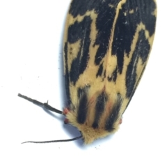 Ardices curvata at Ulladulla - Millards Creek - 29 Jan 2019 09:29 AM