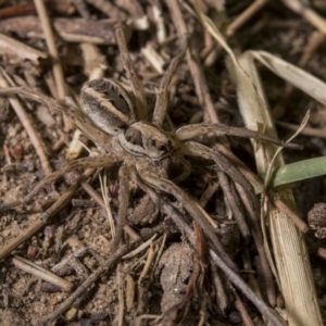 Lycosidae (family) at Tuggeranong DC, ACT - 27 Jan 2019