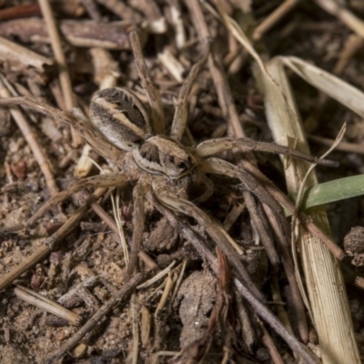 Lycosidae (family) (Unidentified wolf spider) at Point Hut to Tharwa - 27 Jan 2019 by WarrenRowland