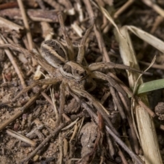 Lycosidae (family) (Unidentified wolf spider) at Tuggeranong DC, ACT - 27 Jan 2019 by WarrenRowland