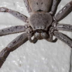 Isopeda sp. (genus) (Huntsman Spider) at Point Hut to Tharwa - 27 Jan 2019 by WarrenRowland